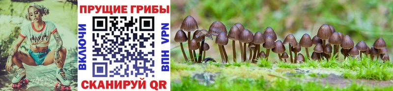 Галлюциногенные грибы Cubensis  купить закладку  Троицк 